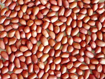 Manufacturers Exporters and Wholesale Suppliers of Ground Nut Raichur Karnataka